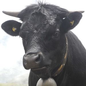 Meet your Posher, Anne